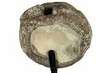 Fossil Mosasaur Vertebra w/ Metal Stand - Texas #316048-4